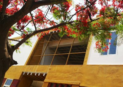 Gulmohar tree